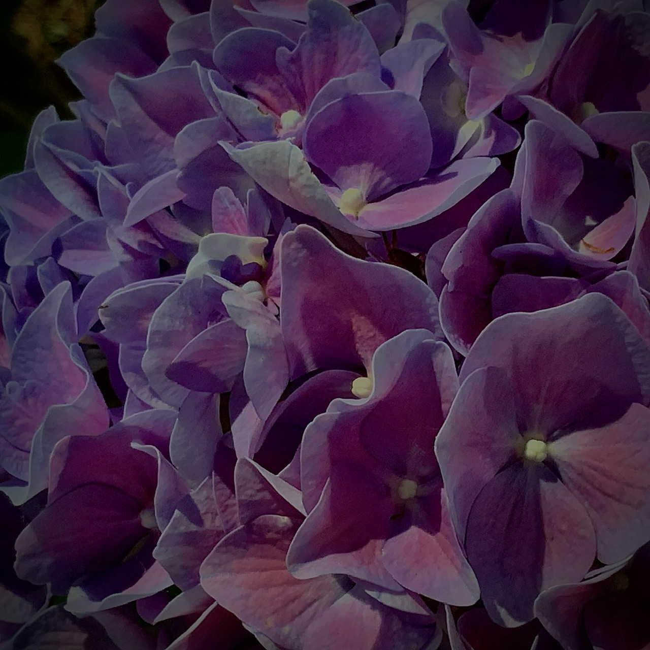 IMG_0815.jpeg