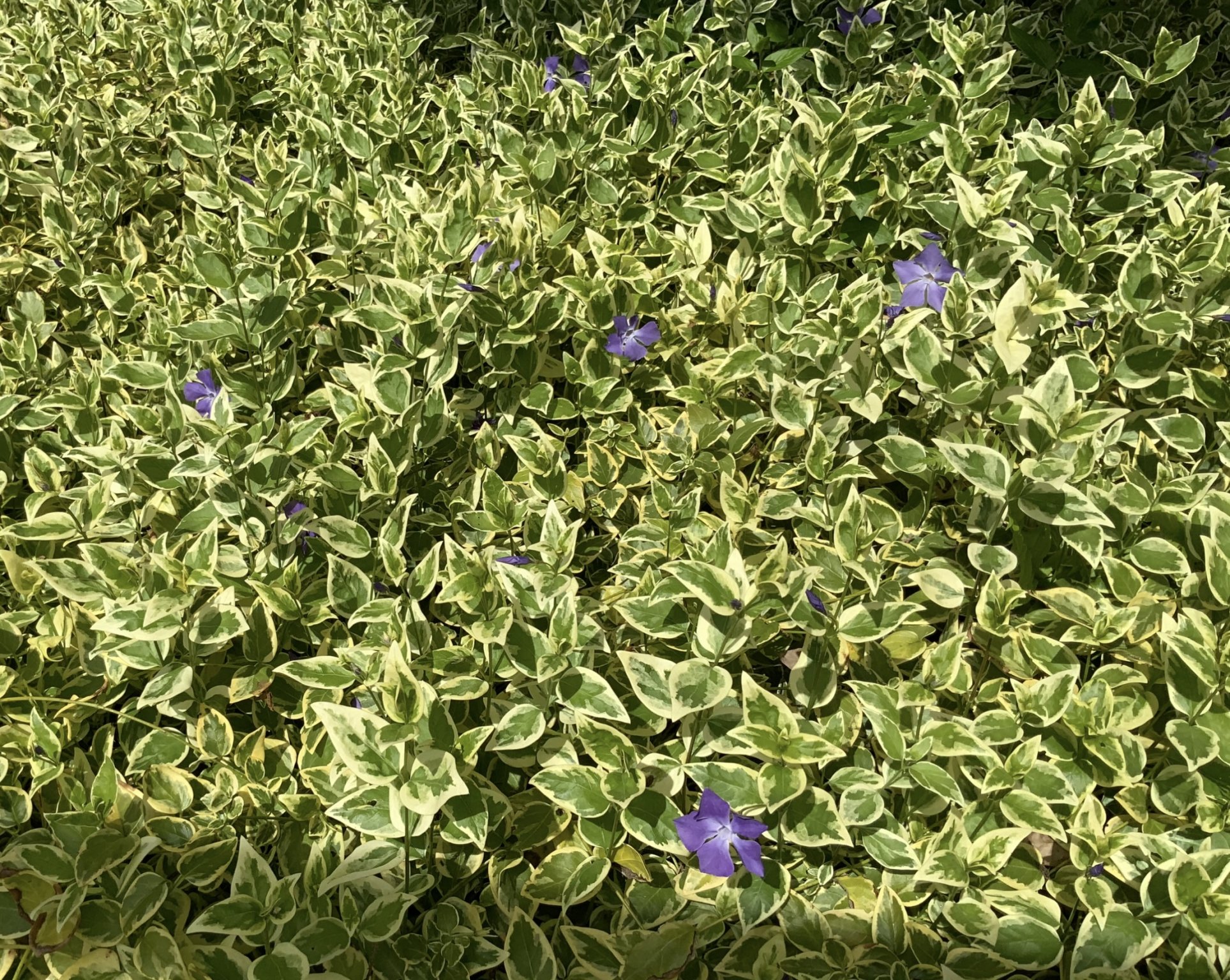 IMG_0899.jpeg