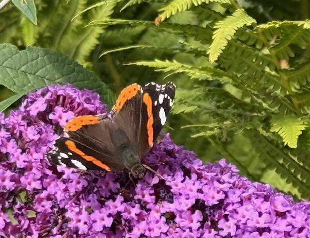 IMG_0954.jpeg