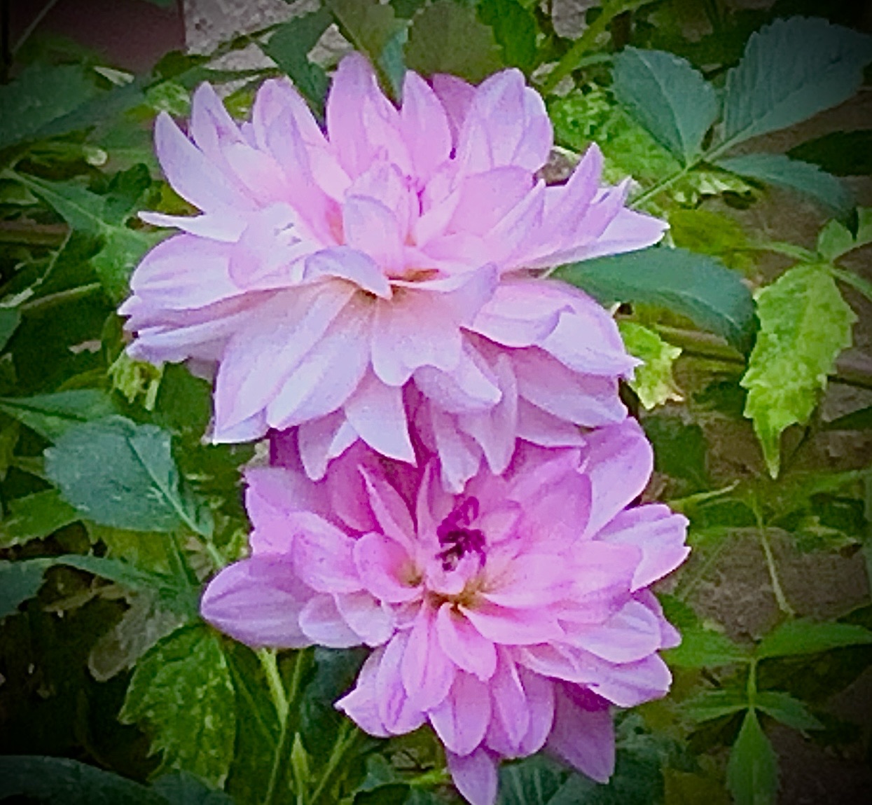 IMG_0968.jpeg