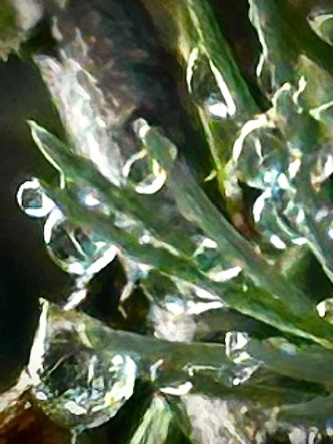 IMG_1014.jpeg