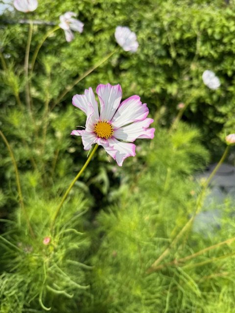 IMG_1102.jpeg