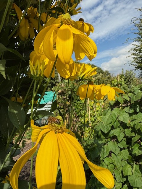 IMG_1105.jpeg