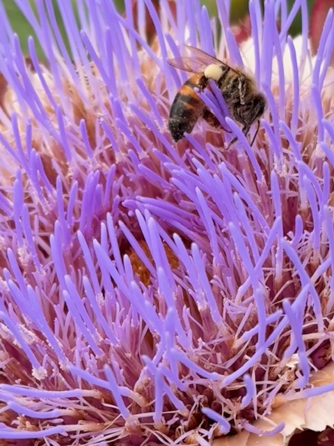 IMG_1120.jpeg