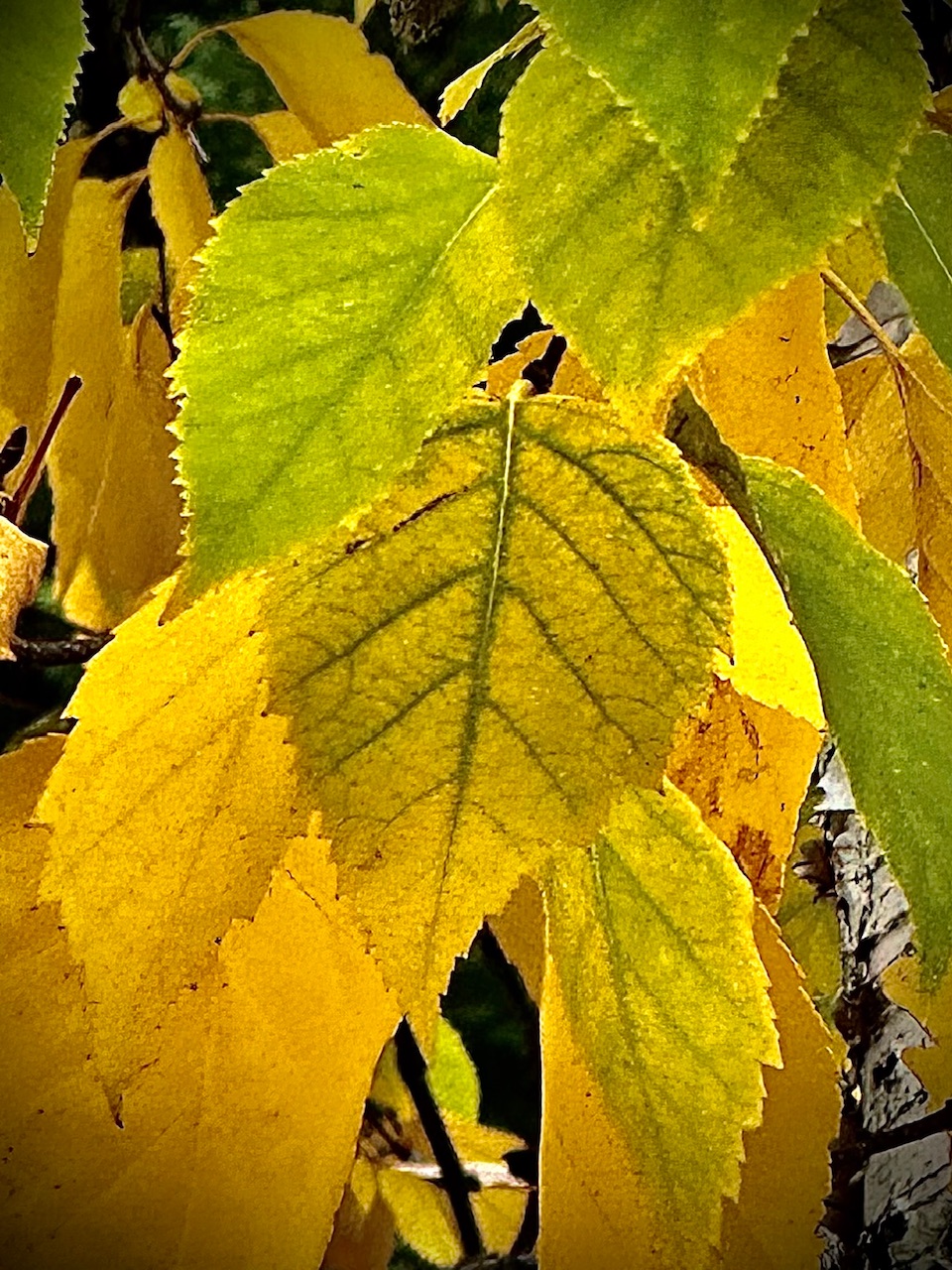 IMG_1163.jpeg