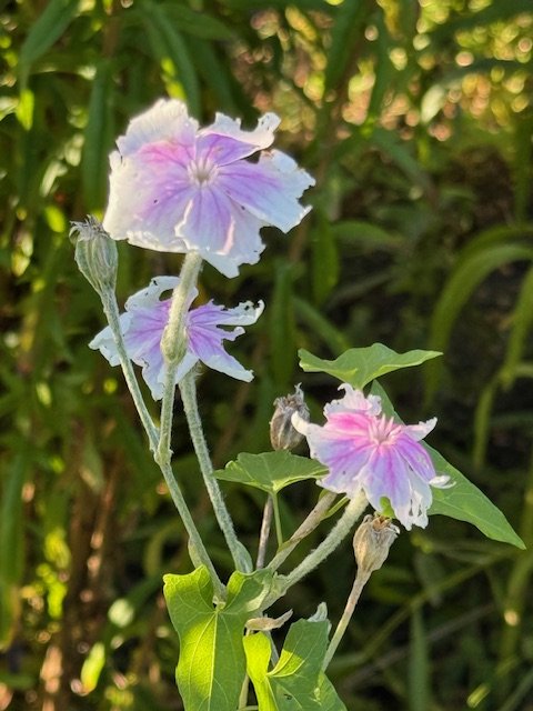 IMG_1259.jpeg