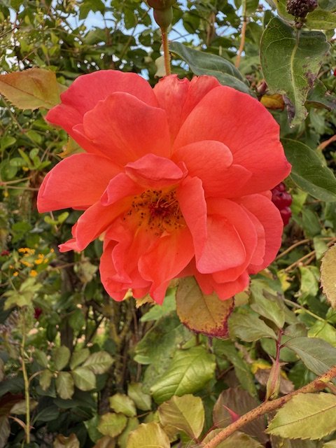 IMG_1308.jpeg