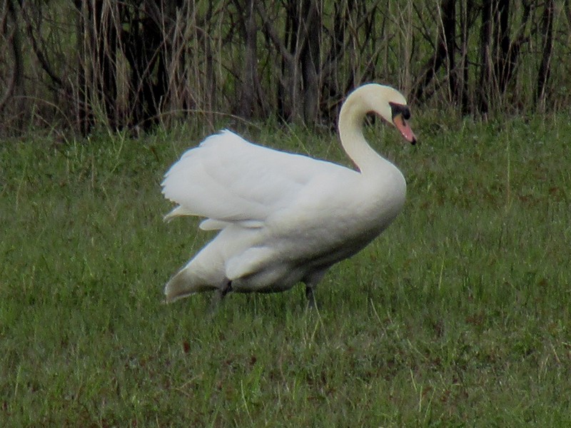 IMG_1318.jpg