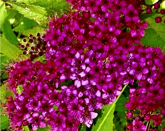 IMG_1388.jpeg
