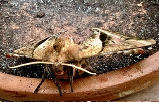IMG_1417.jpeg