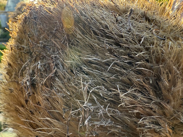 IMG_1527.jpeg