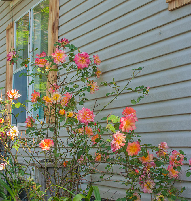 IMG_1537Roses_04182018.jpg