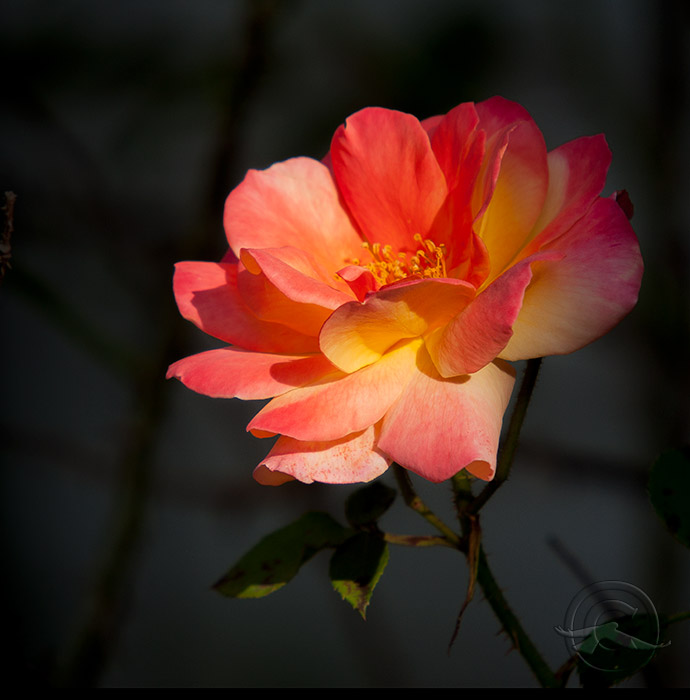 IMG_1538Roses_04182018.jpg