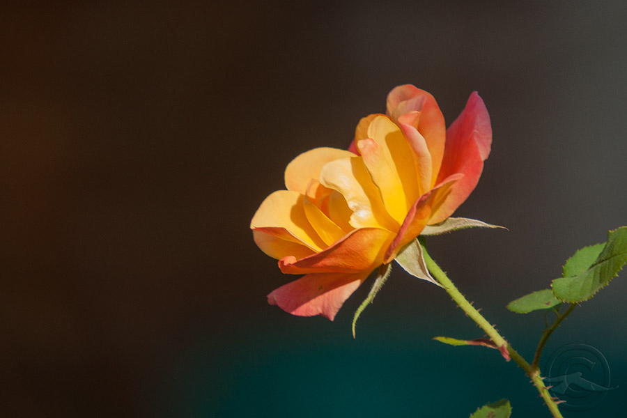 IMG_1539Roses_04182018.jpg
