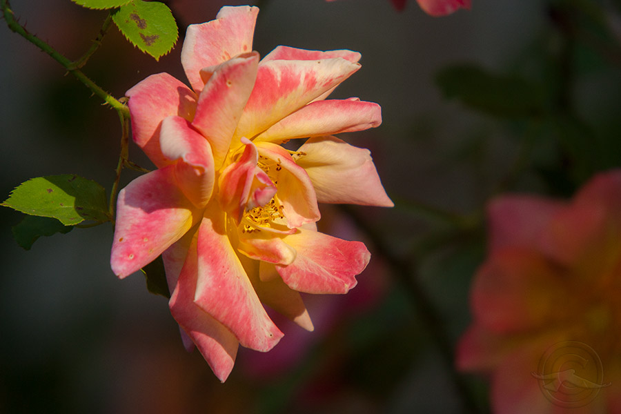 IMG_1540Roses_04182018.jpg