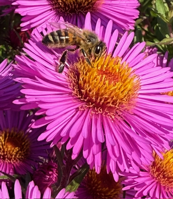 IMG_1544.jpeg