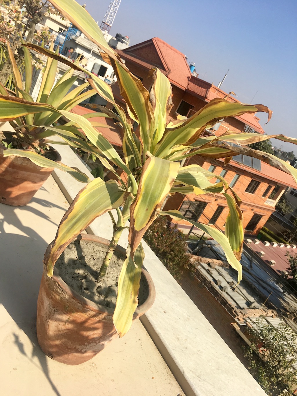 IMG_1551.jpeg