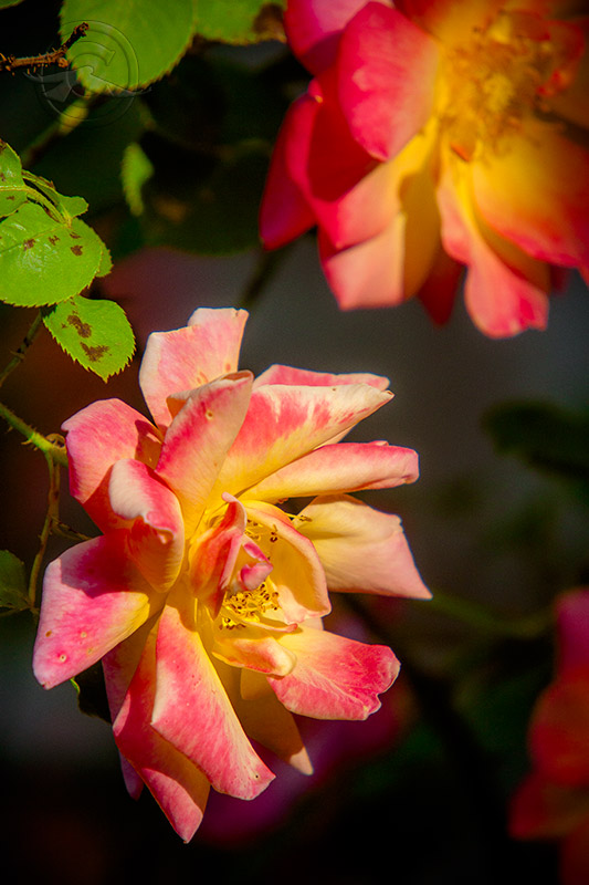 IMG_1553Roses_04182018.jpg