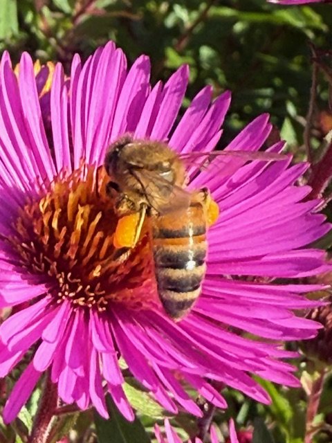 IMG_1560.jpeg