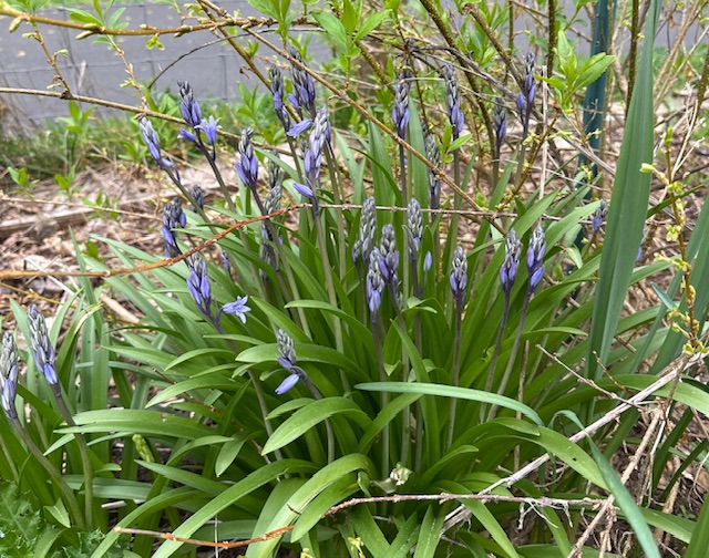 IMG_1671.jpeg