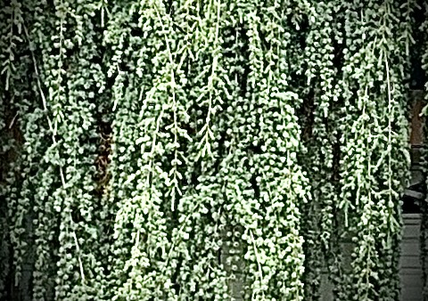 IMG_1731.jpeg