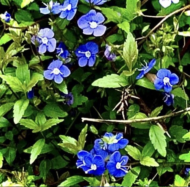 IMG_1759.jpeg