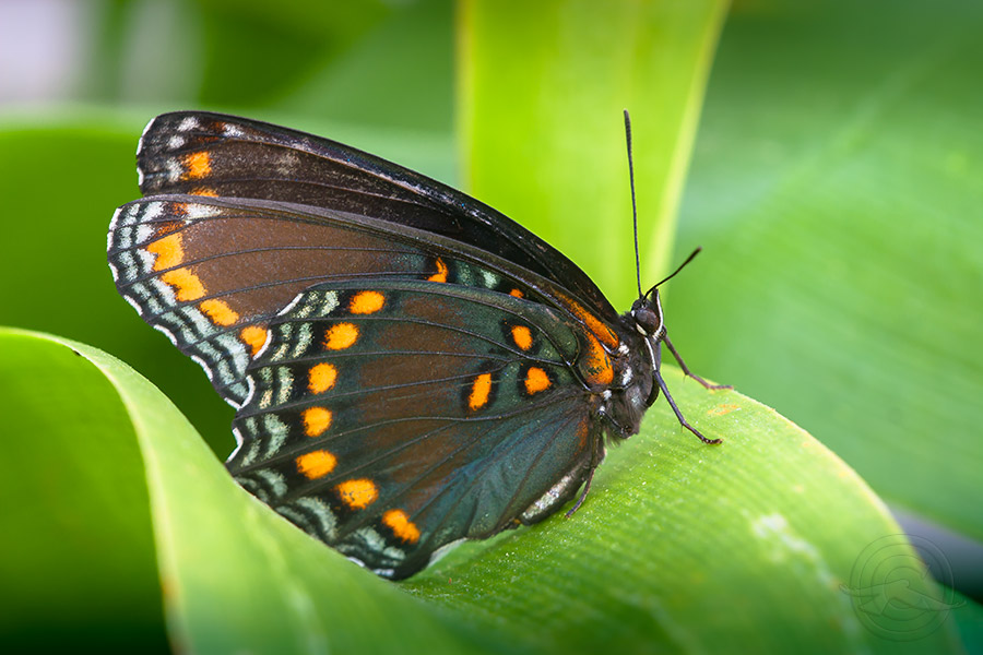 IMG_1825_MACRO_05042018_Red-Spotted Purple Admiral.jpg