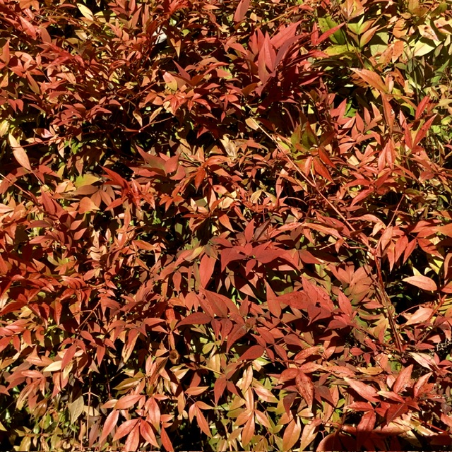 IMG_1861.jpeg