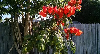 IMG_20150528_091915253_opt.jpg