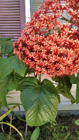 IMG_20150609_113155644_HDR_opt.jpg