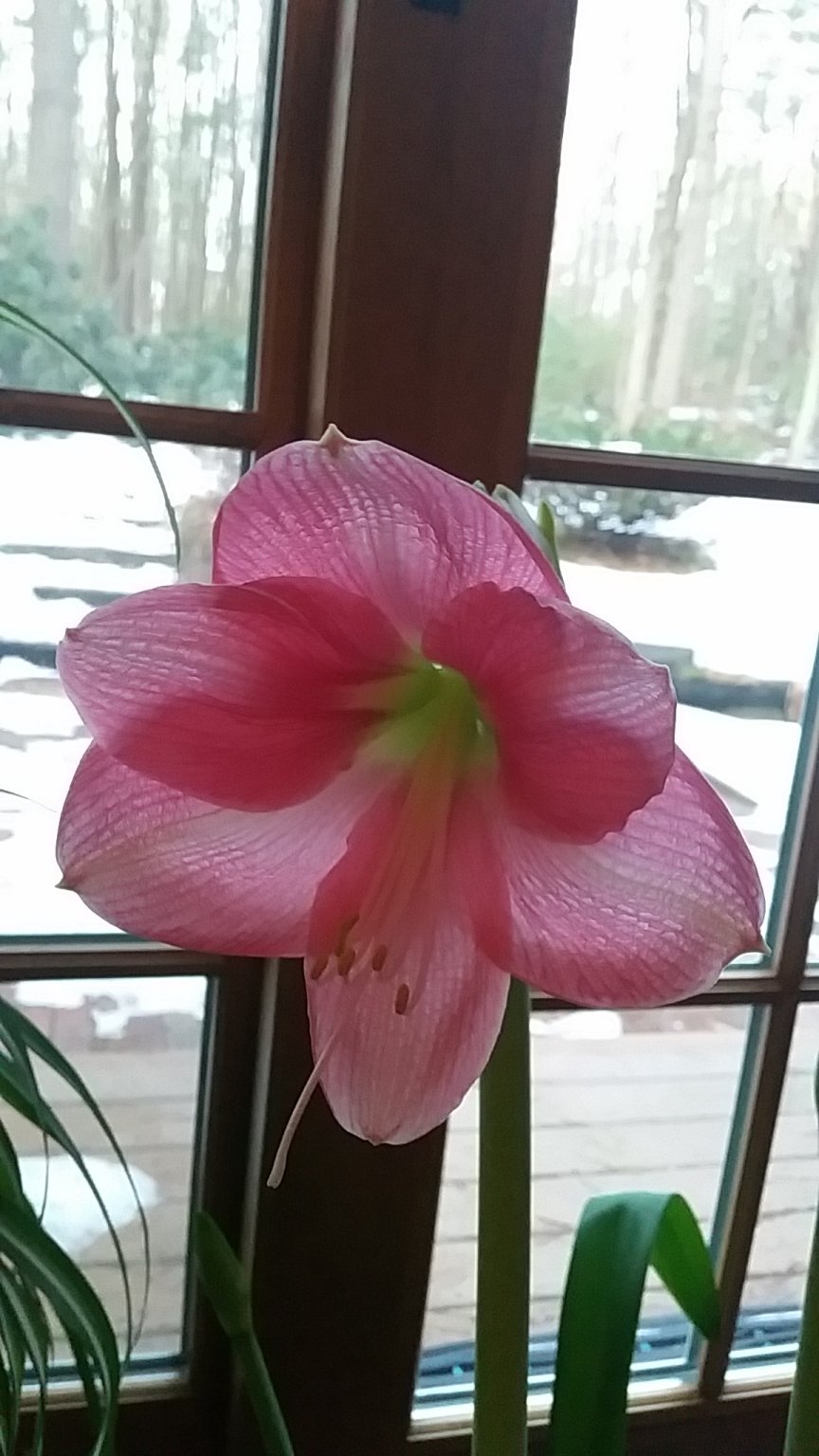 IMG_20180329_064950.jpg