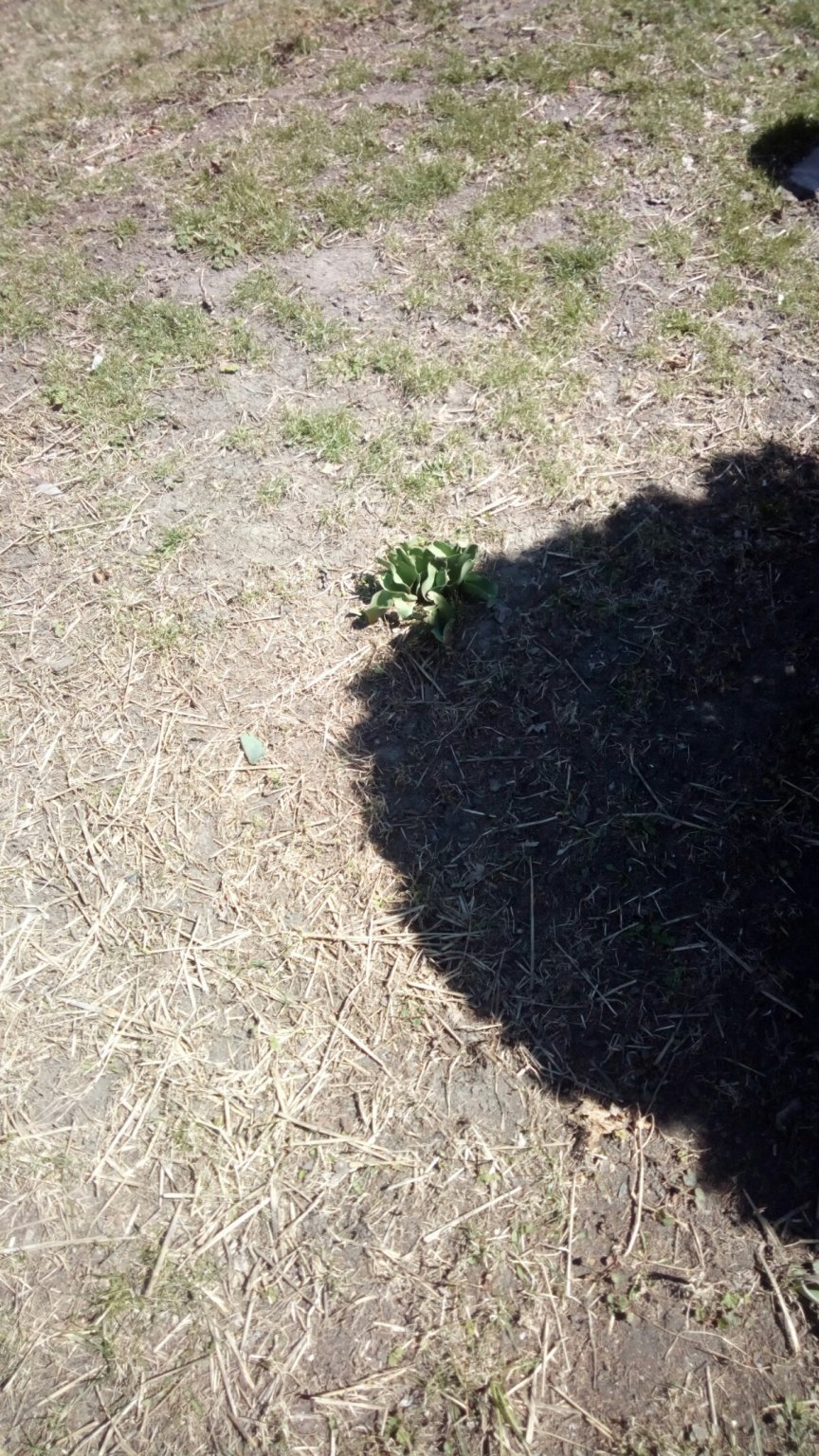 IMG_20180425_113021-1200x2133.jpg