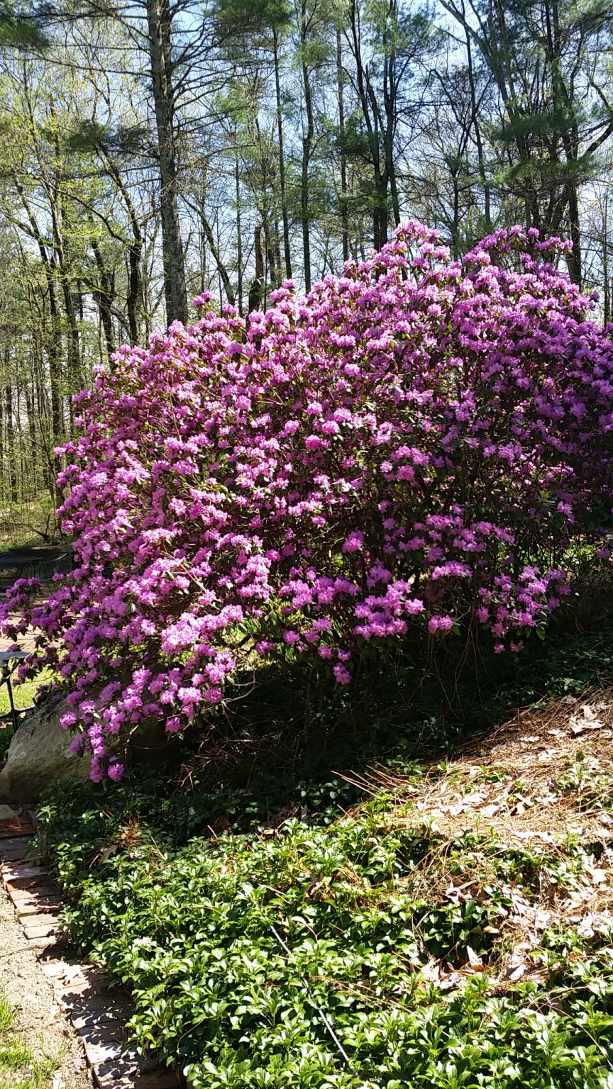 IMG_20180505_142848.jpg