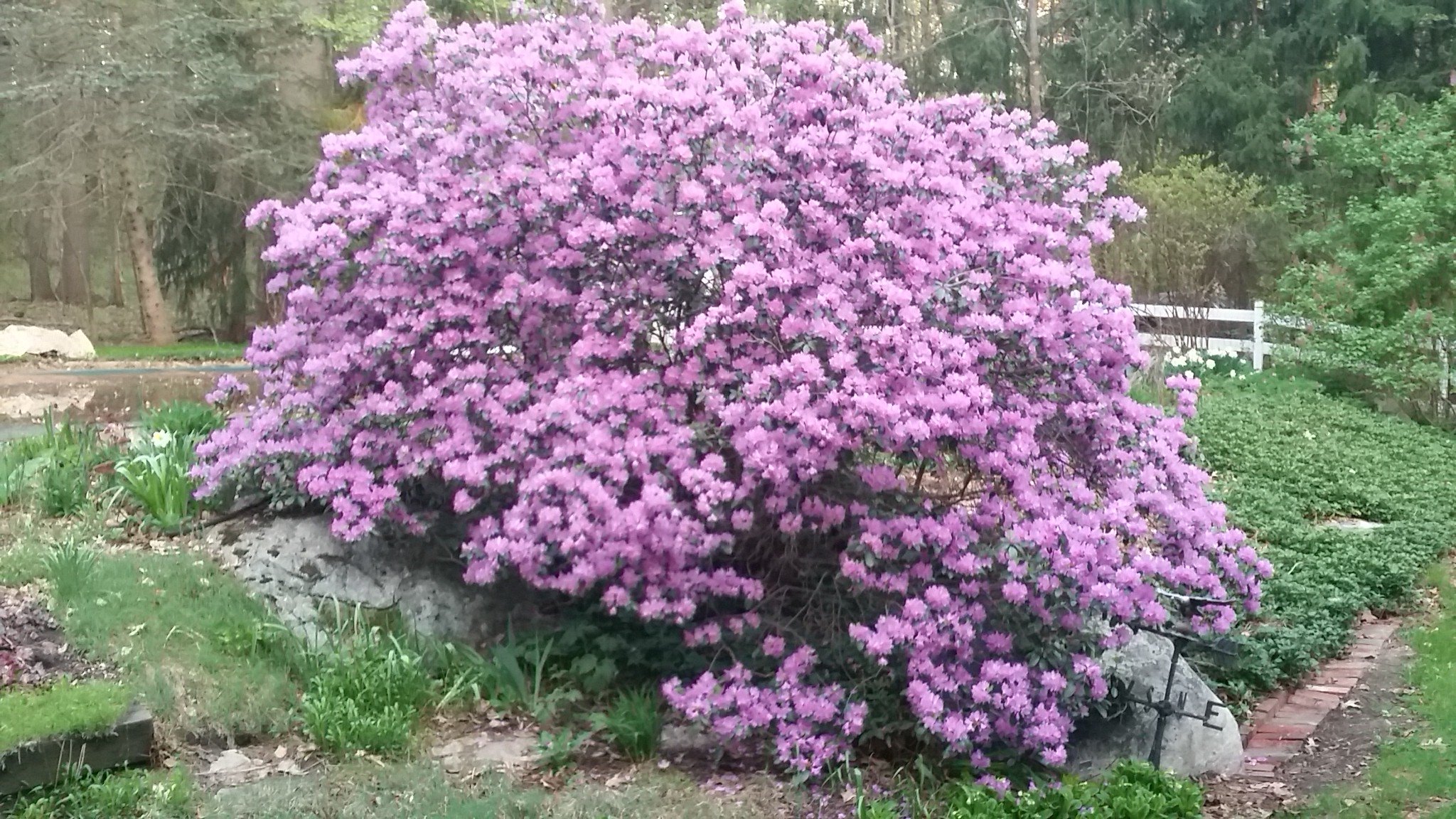 IMG_20180509_055531.jpg