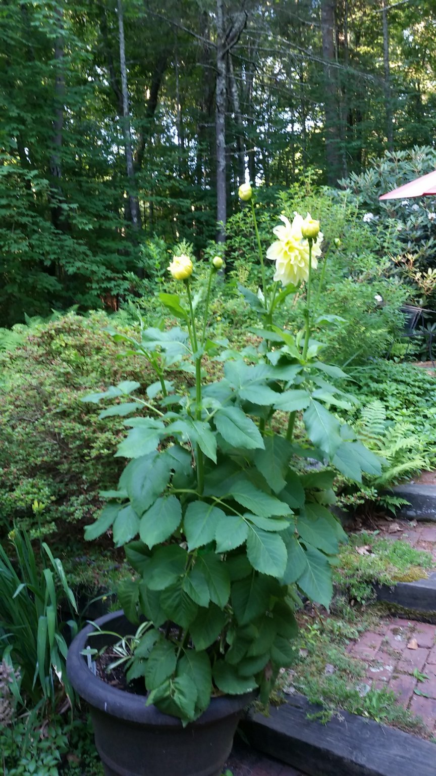 IMG_20180712_065853.jpg