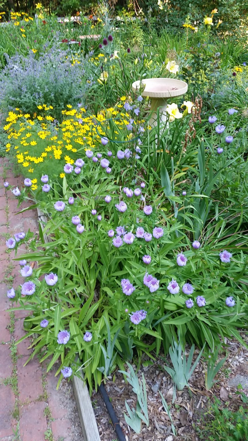 IMG_20180712_070133.jpg