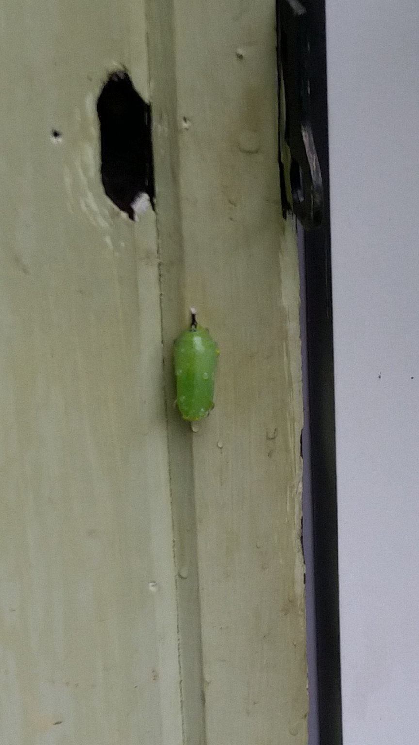 IMG_20180722_130554.jpg