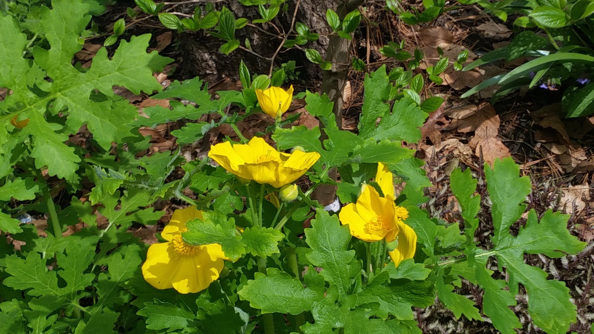 IMG_20190507_101023.jpg