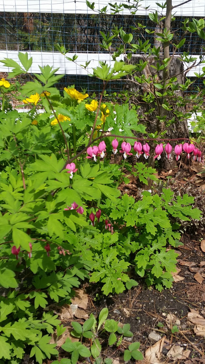 IMG_20190507_101048.jpg