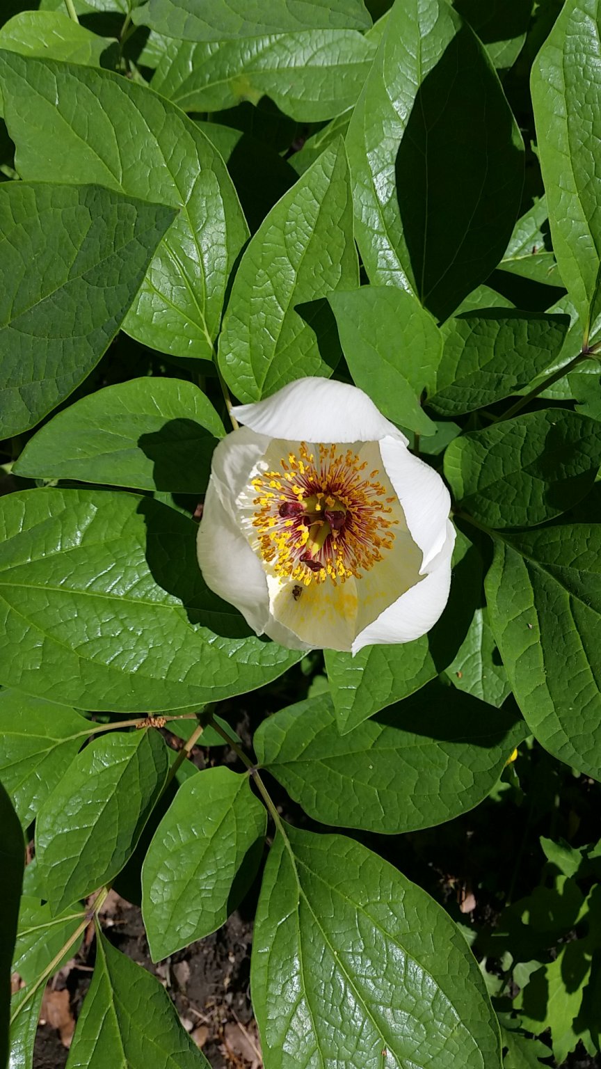 IMG_20190521_094948.jpg