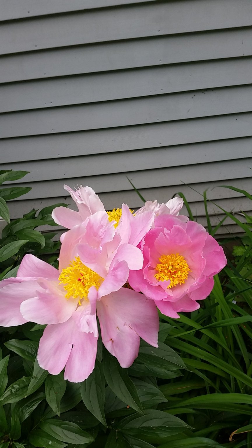 IMG_20190618_084732.jpg