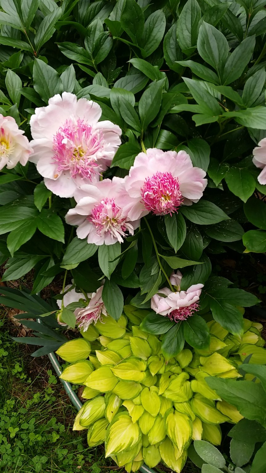 IMG_20190618_084745.jpg