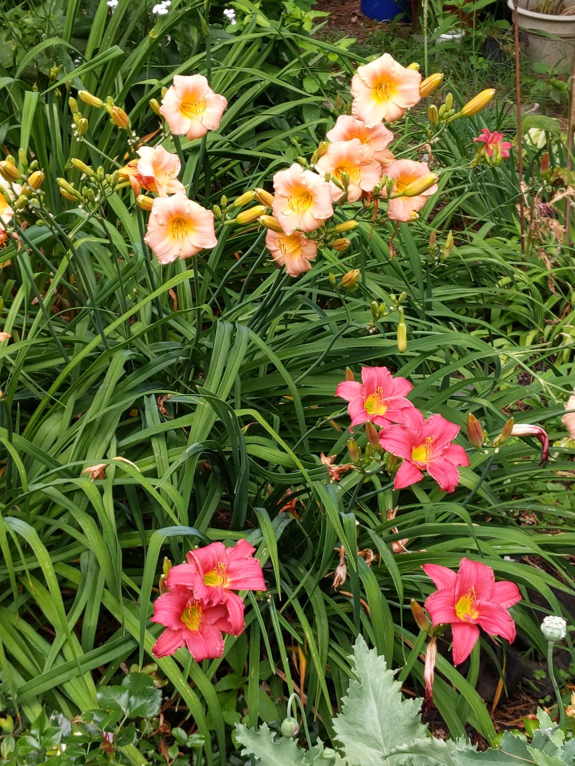IMG_20190717_143314.jpg