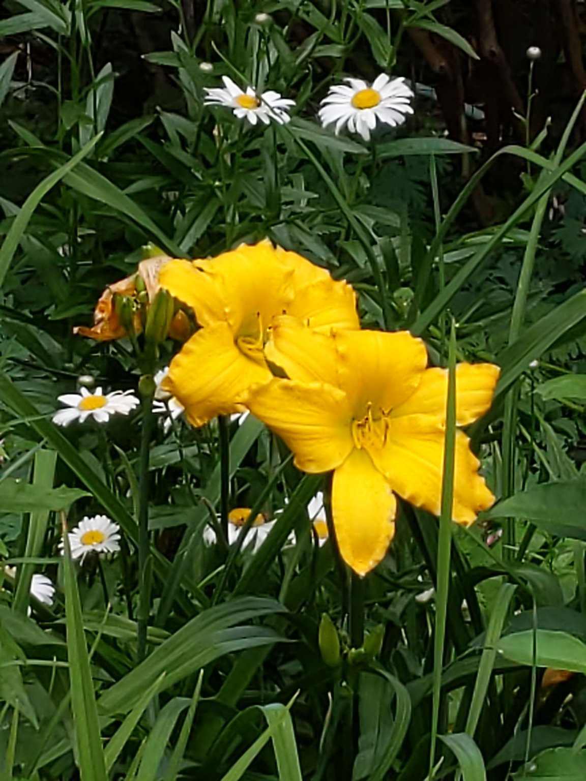 IMG_20190717_143458.jpg