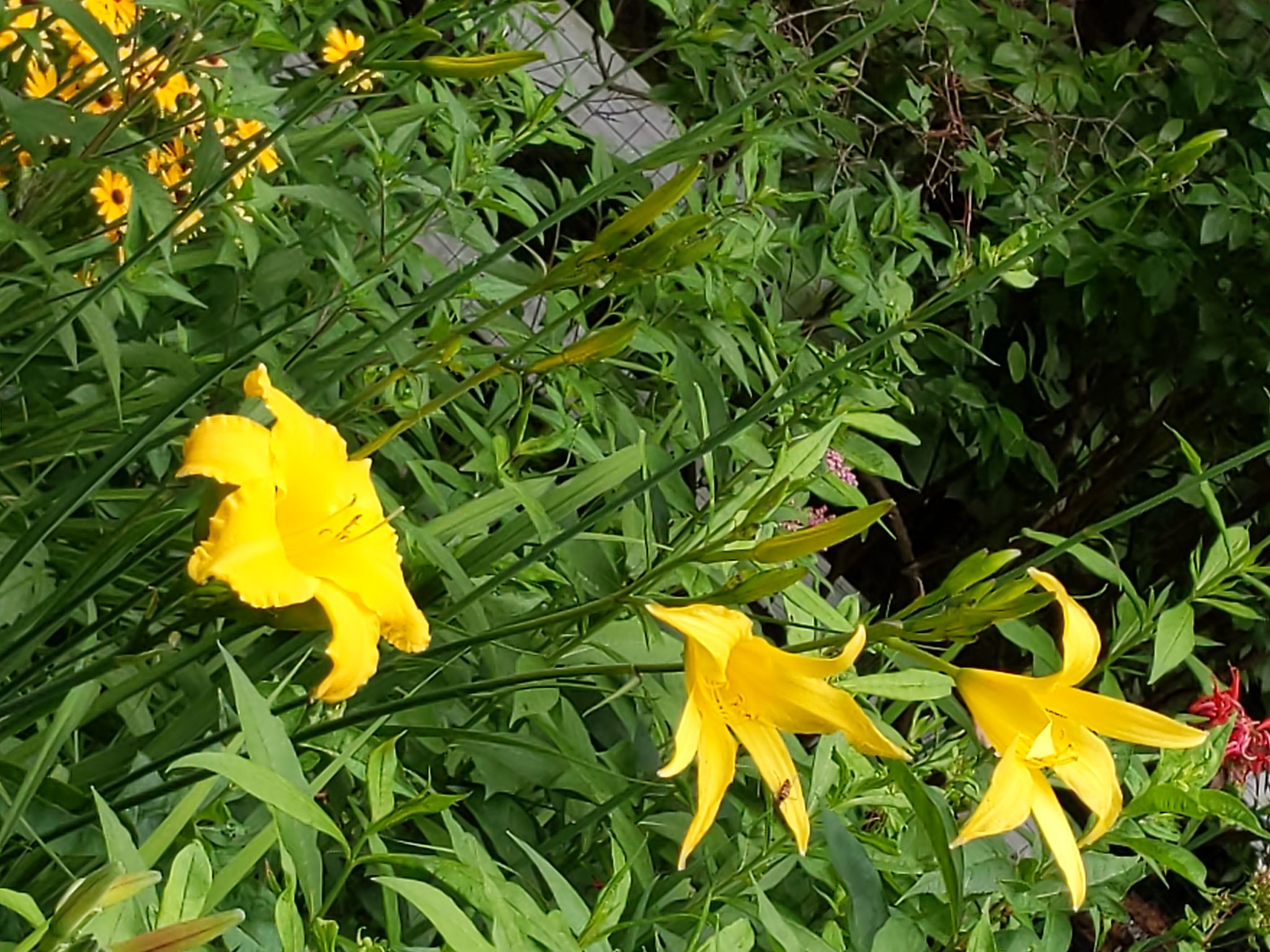 IMG_20190717_143522.jpg