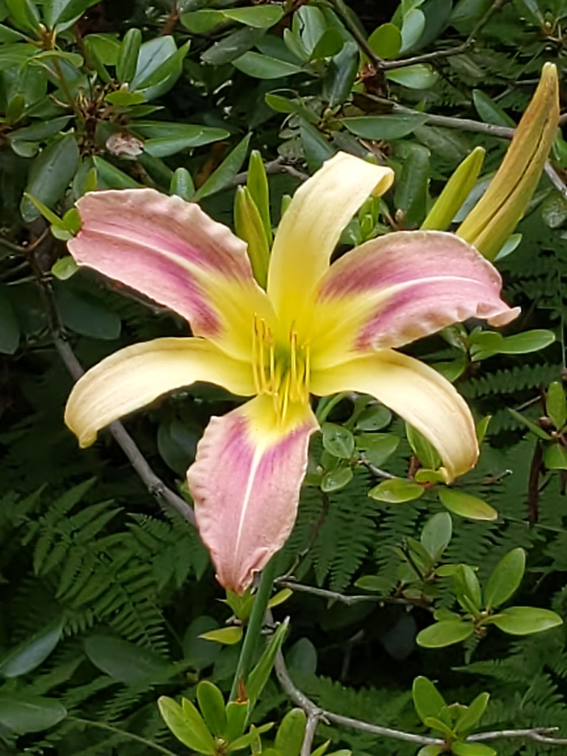 IMG_20190717_143558.jpg