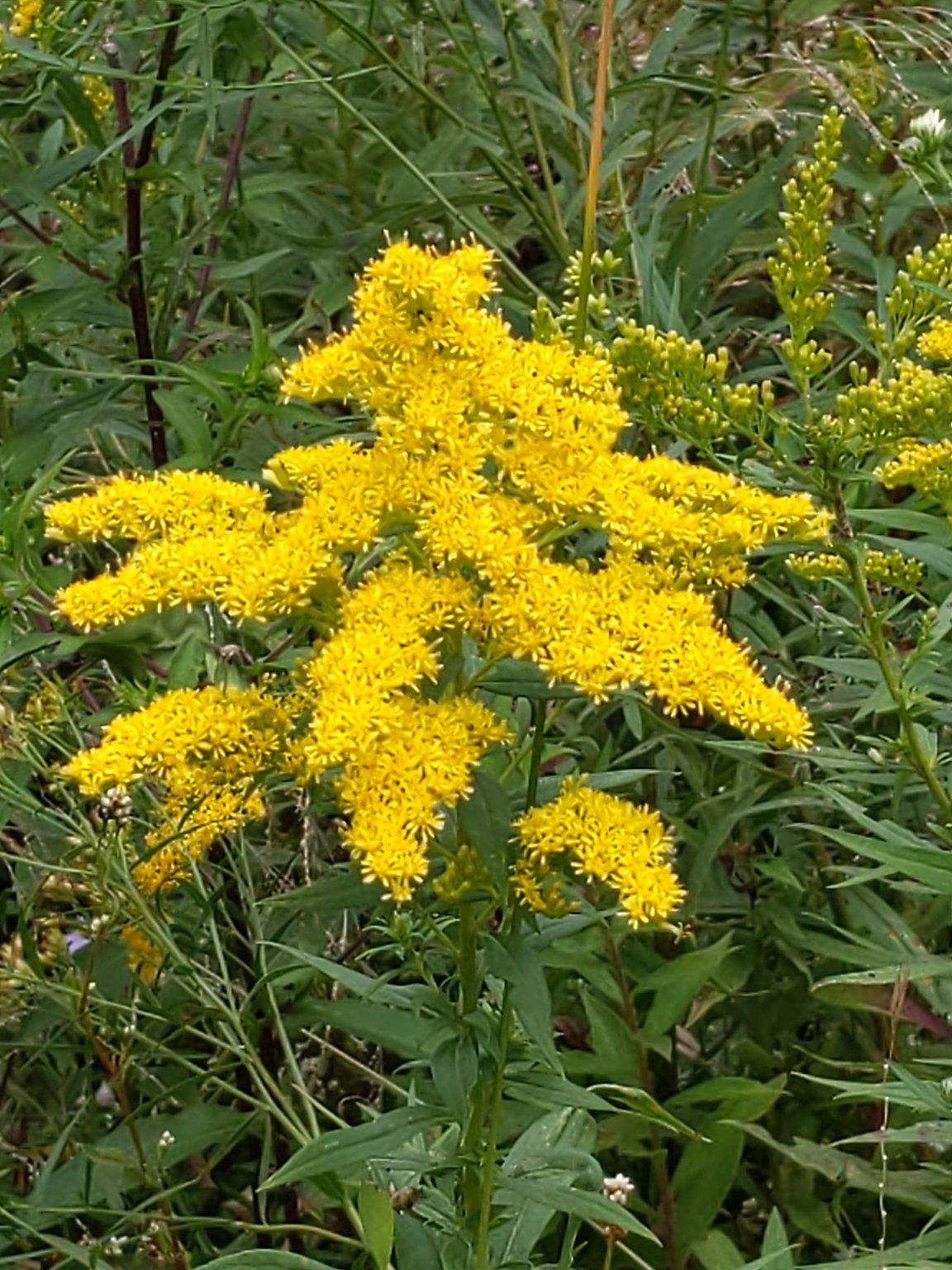 IMG_20190907_124354.jpg
