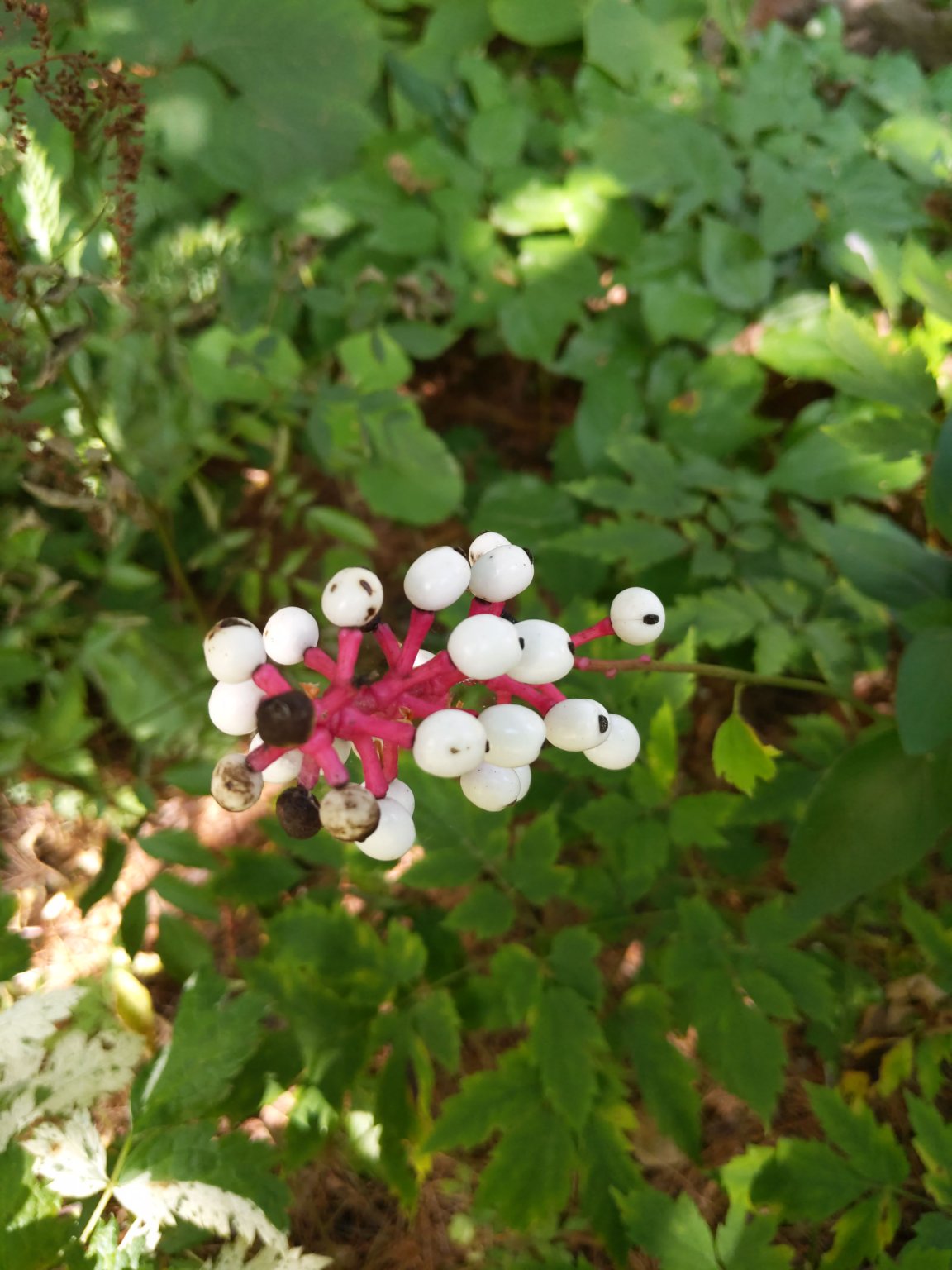 IMG_20190911_141719.jpg