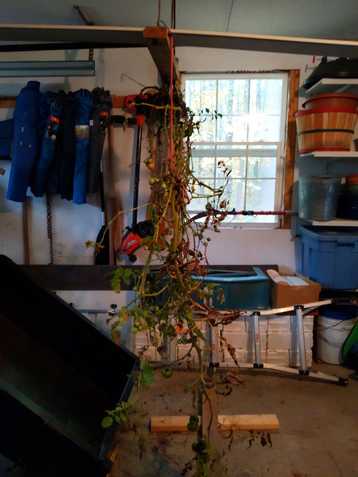 IMG_20201012_160237_compress23.jpg