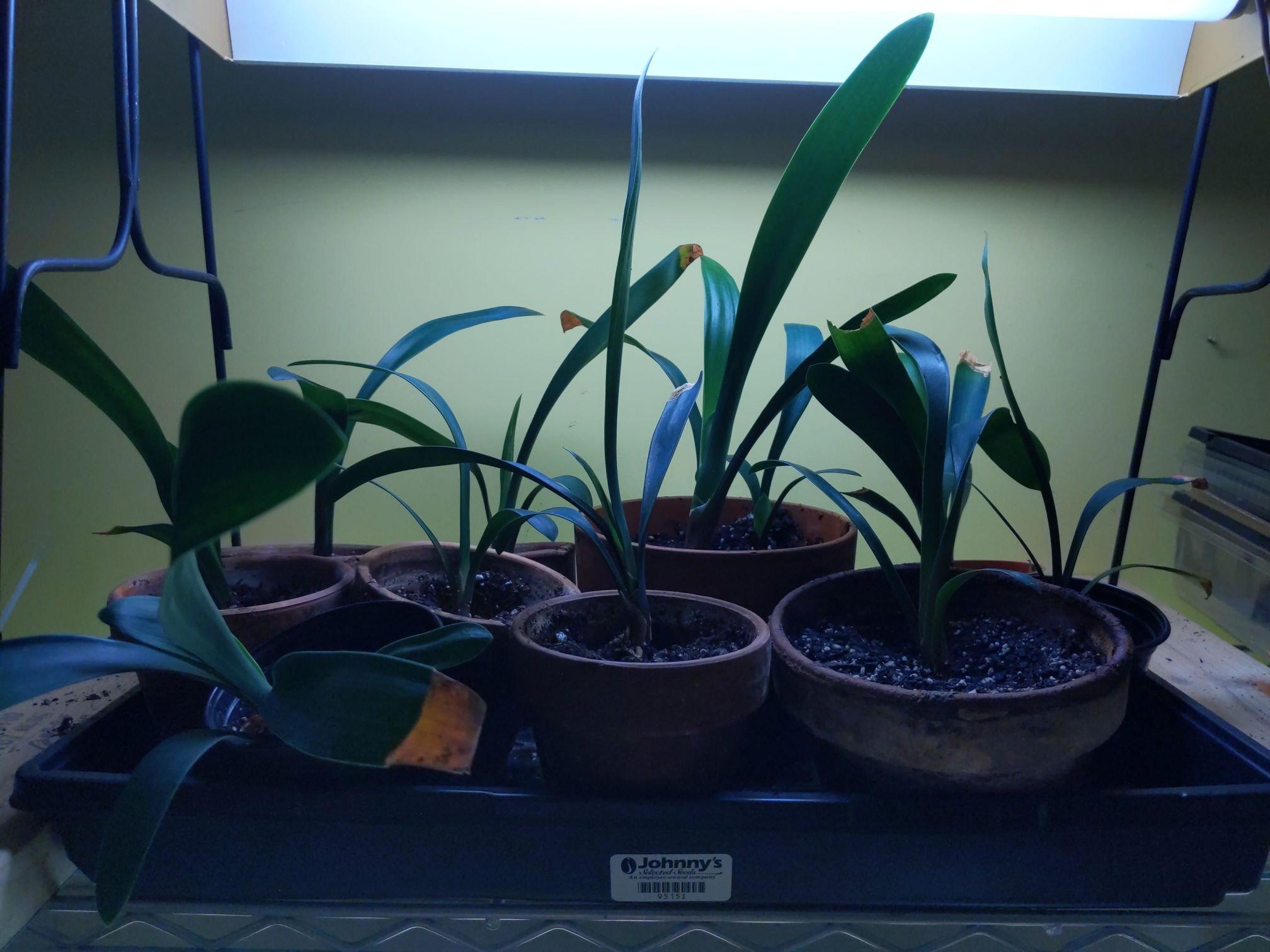 IMG_20201208_180749_compress98.jpg